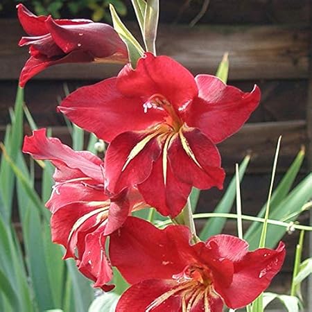 FernsFly IMP. Sword lily Gladiolus | Gladiola | Gladioli Flower Bulbs Home Outdoor Flowering Gardening Bulbs Blooming planting (Pack of 8 Claudia Gladiolus)