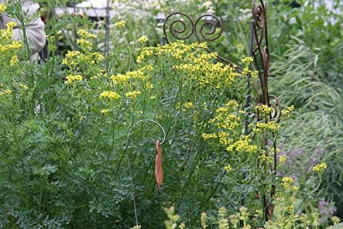 Ruta graveolens - in a 0.5 L Square Pot (Set of 3)