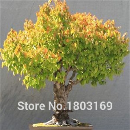 Promotion!100pcs/bag Rare Chinese Elm Seeds 20 variety Bonsai Tree Seeds Garden Novel Plants Anti-Radiation