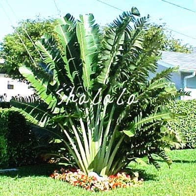 Amazon Co Jp 17 10個ワインボトルの手のひらには 自宅の庭の植栽装飾プラントのレアhyophorbe Lagenicaulis盆栽ツリー熱帯植物を盆栽 ホーム キッチン