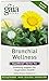 Gaia Herbs Bronchial Wellness Herbal Tea, 16 Tea Bags (Pack of 2) - Soothing Support, Promotes Respiratory Health, Caffeine Free
