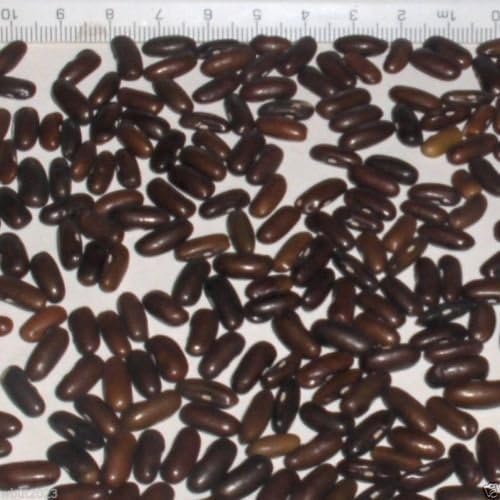 Arroz Bean, Brown (Vigna umbellata) También conocido como Escalada ...
