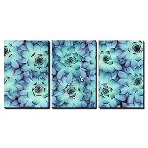 3 Piece Canvas Wall Art - Macro of Succulent Plant in The Desert - Modern Home Art Stretched and Framed Ready to Hang - 16"x24"x3 Panels