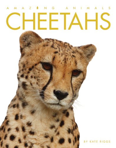 Amazing Animals: Cheetahs