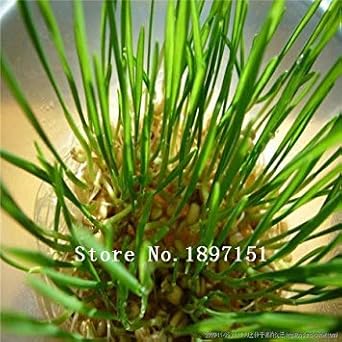 ASTONISH SEEDS: Semillas amarillas: Venta grande follaje de ...