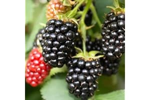 WIVOLIBE 200+ BlackBerry Seeds for Planting - Non-GMO Seeds - Organic BlackBerry Seeds to Plant for Garden Outdoor - Sweet,Healthy Fruit