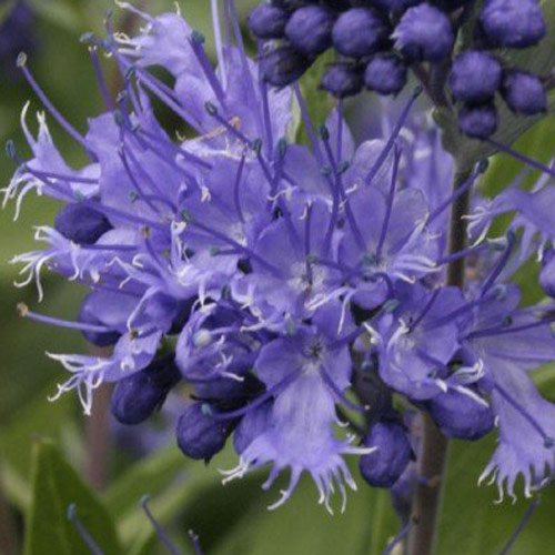 Caryopteris x clandonensis 'Heavenly Blue' 15cm Pot Size