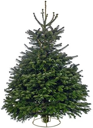 Premium Cut Nordman Fir Real Christmas Tree 240/270cm (7.9-8.9ft) - Grade 1