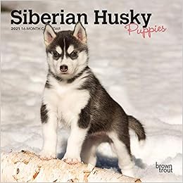 Siberian Husky Puppies 2021 7 X 7 Inch Monthly Mini Wall Calendar Animal Dog Breeds Husky Browntrout Publishers Inc Browntrout Publishers Editing Team Browntrout Publishers Design Team Browntrout Publishers Design Team 0097815217310