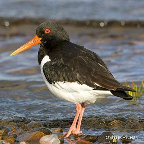 Oystercatcher Greeting Card with sound. Photograph of Oystercatcher