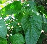 3000 Jamaican Callaloo Seeds,west Indian,chinese Spinach ,Organic, ,Heat Loving