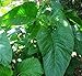 3000 Jamaican Callaloo Seeds,west Indian,chinese Spinach ,Organic, ,Heat Loving