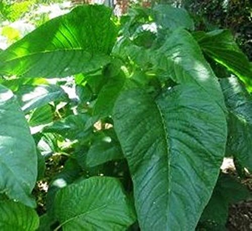 3000 Jamaican Callaloo Seeds,west Indian,chinese Spinach ,Organic, ,Heat Loving