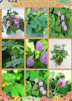 VISTARIC DIY 100 Semillas Semillas Hogar Jardãn Planta China ...