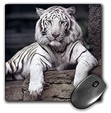 3dRose LLC 8 x 8 x 0.25 Inches Mouse Pad, White Tiger At The Sacramento Zoo California Tananarive Aubert (mp_88641_1)
