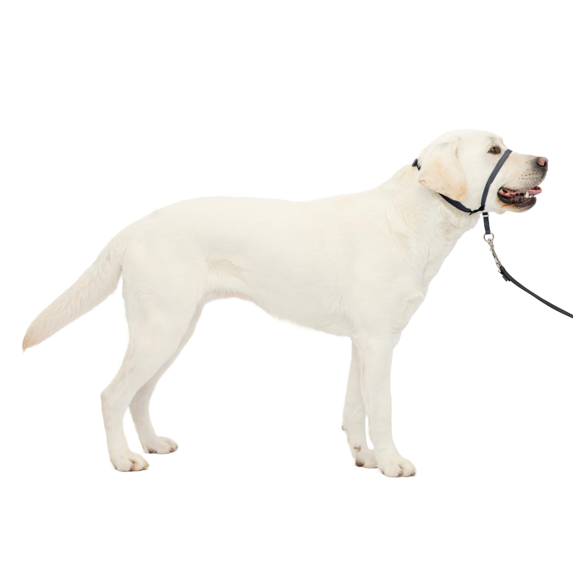 PetSafe Gentle Leader No-Pull Dog Headcollar - The Ultimate Solution to Pulling - Redirects Your Dog's Pulling for Easier Walks - Helps You Regain Control - Large, Charcoal