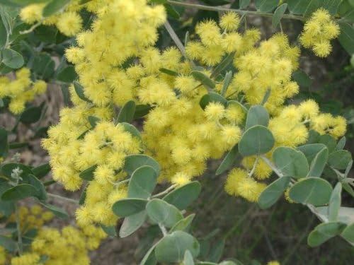 Amazon アカシアの木 パールアカシア 3号ポット苗 庭木 花