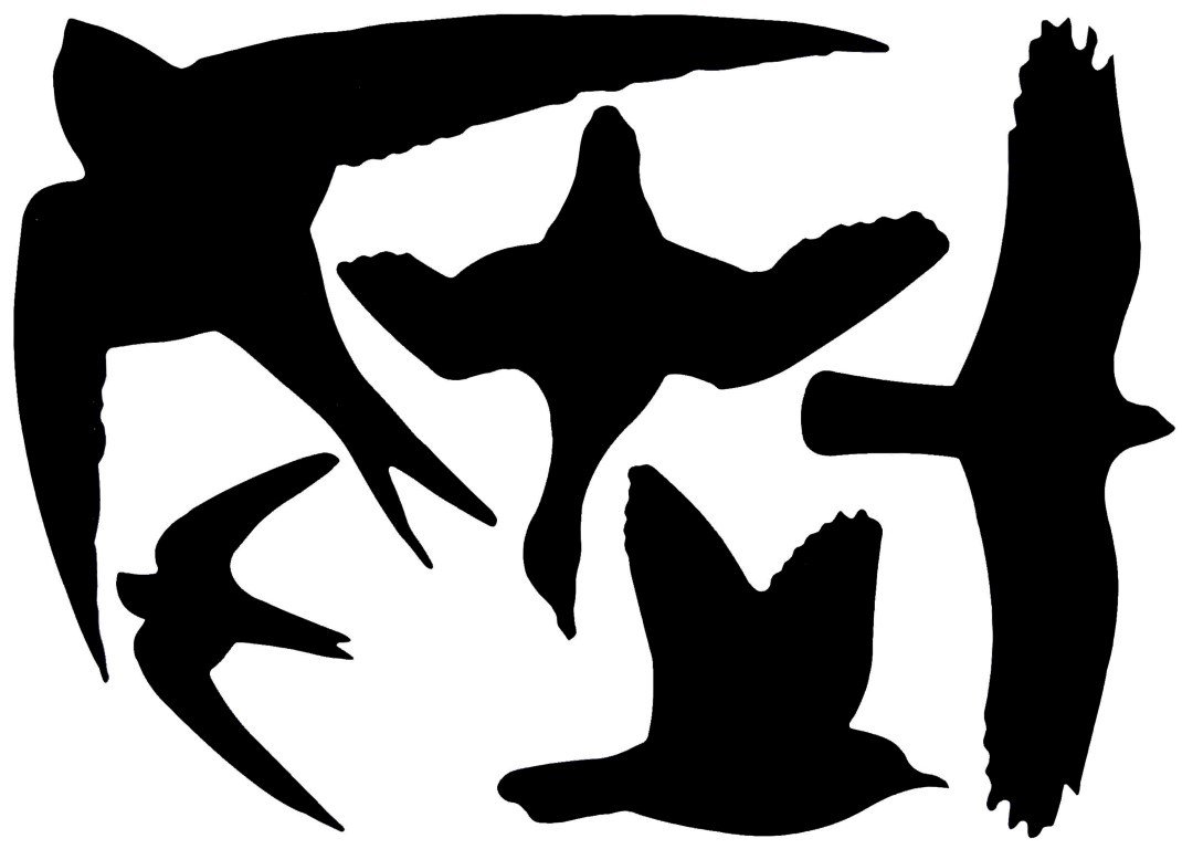 Fallen Fruits Window Stickers