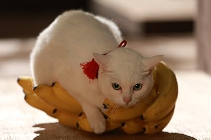 Amazon 劇場版 猫侍 南の島へ行く Dvd 映画