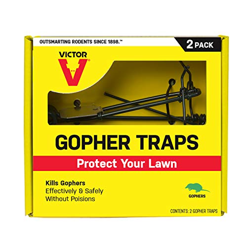 Victor M9013 Gopher 2 Traps, Black (Best Pocket Gopher Traps)