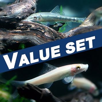 Amazon バリューセット アルジイーター 約4cm 3匹 ゴールデンアルジイーター 約4cm 3匹 生体 観賞魚 水中生物 通販