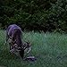 TROPHY ROCK Redmond All-Natural Mineral Rock/Salt Lick, Attract Deer and Big Game