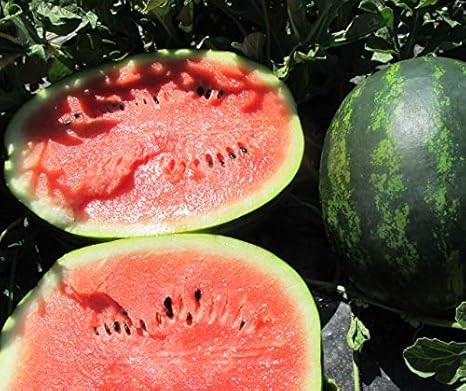 Bobby-Seeds Melonensamen Mini Love F1 Wassermelone Portion