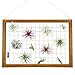 Magicfly Air Plants Frame Hanging Holder, 16 X 11 Inch Wooden Airplant Display Holder Succulent Tillandsia for House Plants, Hanger Wooden Shelf for Home Décor