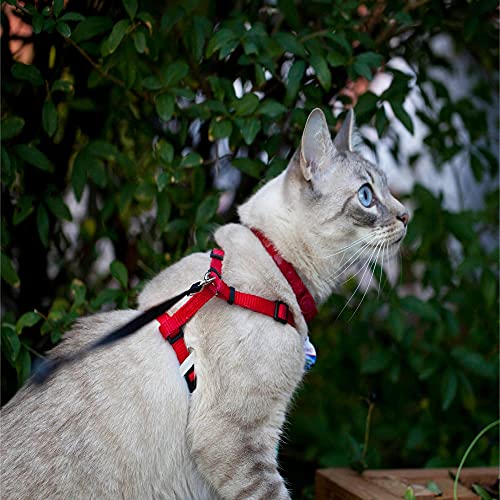 BoxCat Seasonal Cat Subscription Box 4 GIANT Boxes Per Year with cat