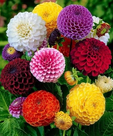 Creative Farmer Dahlia Bambino Dwarf Garden Hanging Pot Flower Seeds