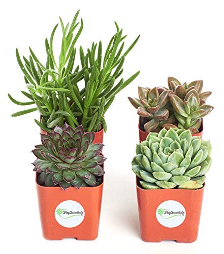 2 Shop+Succulents+Unique+Succulent+Collection