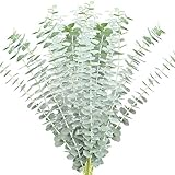 Farm Fresh Baby Blue Eucalyptus Greens - 50 stems