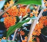 Orange-Flowering-Fragrant-Tea-Olive-Osmanthus--Live-Plant--4-Inch-Pot