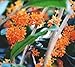 Orange Flowering Fragrant Tea Olive (Osmanthus) - Live Plant - 4 Inch Pot