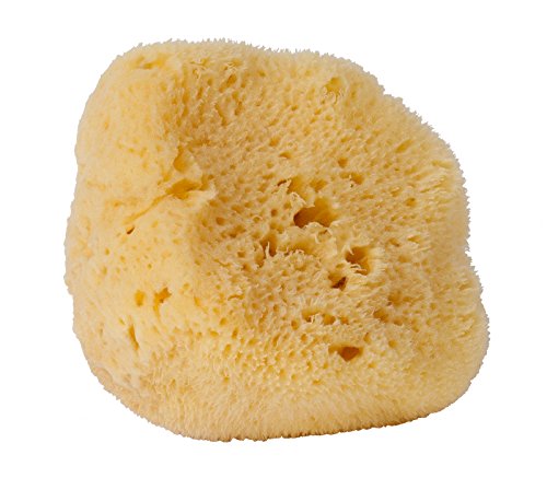 CROLL & DENECKE L160 feinporiger Naturschwamm, Levantiner aus dem mittelmeer, Größe 16 cm