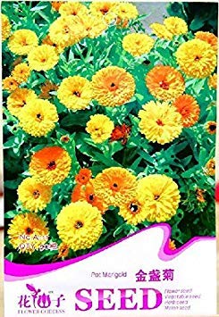 Amazon Co Jp Seeds Plat会社 イエロー英語マリーゴールド
