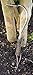 Joseph Bentley Traditional Garden Tools Stainless Steel Hand Onion Hoe