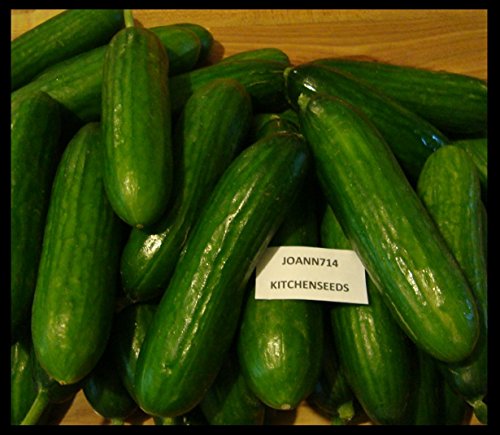 (20) Hybrid seeds Persian Cucumber,Lebanese (Cucumis sativus), bitter free, burpless and seedless by KITCHENSEEDS