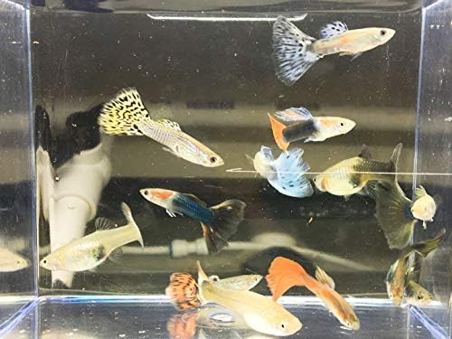 scjpoor 1 Pair Assorted Guppy Adult Fancy Guppy Live Fish Freshwater Fish