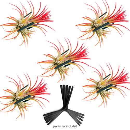 Air Plant Holder for Vertical Garden 5 Pack Wall Planter for House Plants, Hanging Plant and Tillandsia Air Plants Living Wall Terrarium. Great Wall Decorations for Living Room | No plants included B5