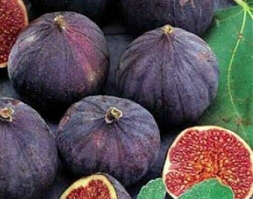 Very Tasty Edible Fruit Fig Tree Live Plant No Pot 5 Variety #TND305 (1 Plant Texas Everbearing)