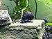 1 LARGE (1/2 to 2+ inch) Purple Mystery Snail (Pomacea bridgesii) - Alga-eaters by Aquatic Arts
