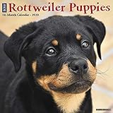 Just Rottweiler Puppies 2020 Wall Calendar (Dog Breed Calendar) by 