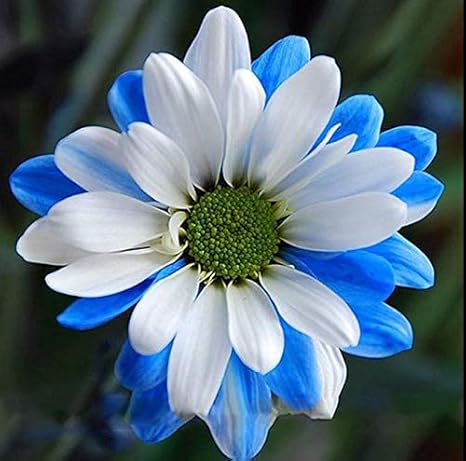 Shoopy Star 15 Samen: USA-VERKÃ„UFER Baby Boo-KÃ¼rbis 15-60 HEIRLOOM NON-GMO