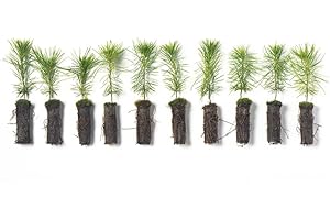 White Pine Live Tree Seedlings Plug | 6"-12" | Arbor Day Foundation - (Due to Agricultural Laws, Unavailable to AZ, CA, ID, ME, MT, OR or UT) (10-Pack)