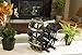 TheopWine Barrel Shaped 6 Bottle Wine Rack