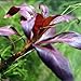 Ludwigia Peruensis Diamond Red Star Ludwigia Bundle Freshwater Live Aquarium Plant Fish Tank Decoration 3 Days Live Guaranteed by Mainam