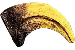 Velociraptor Dinosaur Life Size Claw Fossil Replica