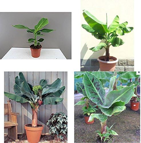 Banana Plant Fruit Tree Musa Dwarf Cavendish Live 3"Pot Edible Tropical Garden