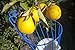 EVERSPROUT 24-Foot Fruit Picker (30+ Foot Reach) | Telescoping Easy-to-Attach Twist On Basket Design | Heavy-Duty, High-Grade Aluminum Extension Pole